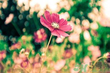 父親節(jié)送什么花好？父親節(jié)送什么花？