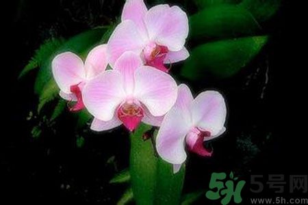 父親節(jié)送什么花好？父親節(jié)送什么花？
