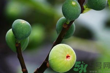 無花果是酸性還是堿性？無花果是堿性嗎？