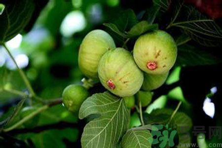 孕婦可以吃無(wú)花果嗎？懷孕可以吃無(wú)花果嗎？