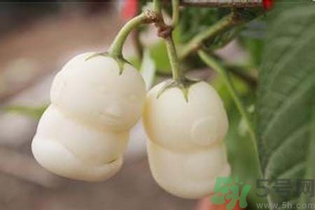 人參果是發(fā)物嗎？人參果是不是發(fā)物？