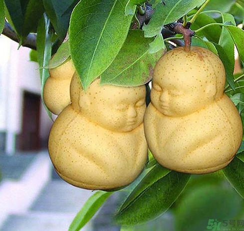 哺乳期可以吃人參果嗎？哺乳期吃人參果好嗎？