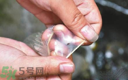 3個月懷孕2次 怎么辨別避孕套優(yōu)劣？