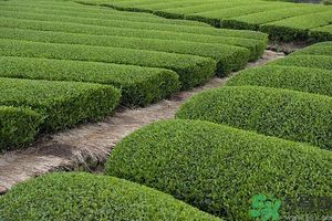 綠茶可以去黑眼圈嗎？綠茶去黑眼圈的方法
