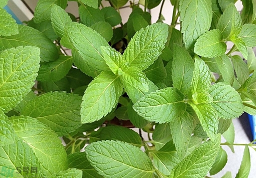 薄荷能美白嗎？薄荷有什么功效和作用？