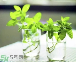 薄荷能美白嗎？薄荷有什么功效和作用？