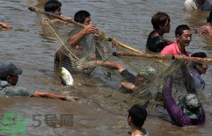 發(fā)洪水怎么抓魚？發(fā)洪水時的抓魚方法