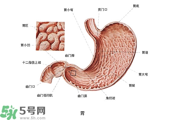 防胃癌的食物有哪些？多吃什么預(yù)防胃癌？