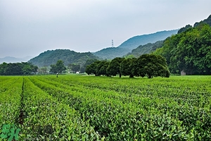 綠茶是酸性還是堿性?綠茶是酸性的嗎？