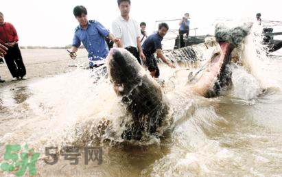 發(fā)洪水怎么抓魚？發(fā)洪水時的抓魚方法