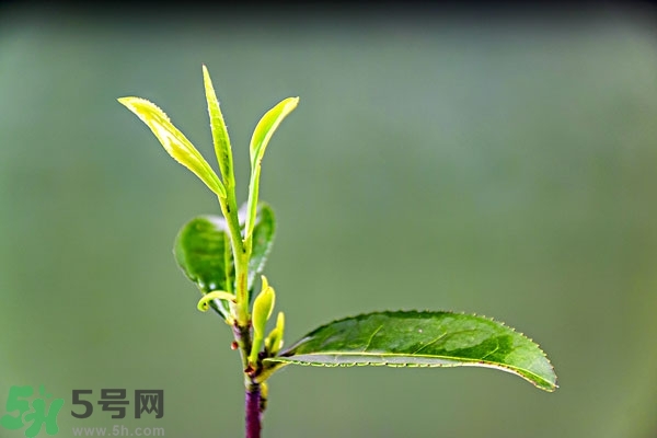 綠茶是酸性還是堿性?綠茶是酸性的嗎？