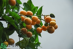 孕婦能吃黃皮果嗎？孕婦吃黃皮果好嗎？