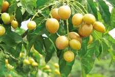 黃皮果是熱性還是涼性？黃皮果是涼性嗎？