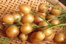 黃皮果是熱性還是涼性？黃皮果是涼性嗎？