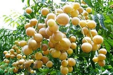 黃皮果果核可以吃嗎？黃皮果果核有什么功效？