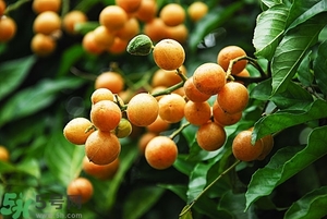 孕婦能吃黃皮果嗎？孕婦吃黃皮果好嗎？