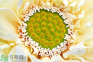 蓮蓬是什么東西？蓮蓬是什么顏色的？