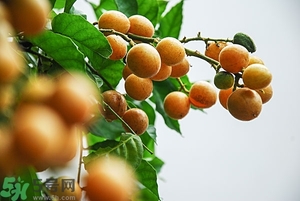 孕婦能吃黃皮果嗎？孕婦吃黃皮果好嗎？