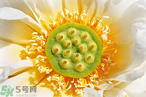 蓮蓬可以多吃嗎？蓮子吃多了會(huì)怎樣？
