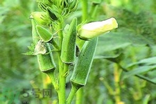 秋葵花可以吃嗎？秋葵花的做法