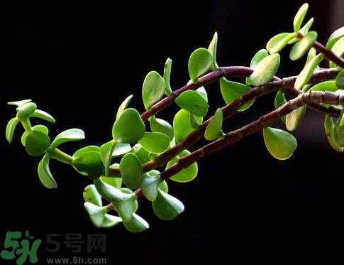 馬齒莧是熱性還是涼性？馬齒莧是涼性嗎？