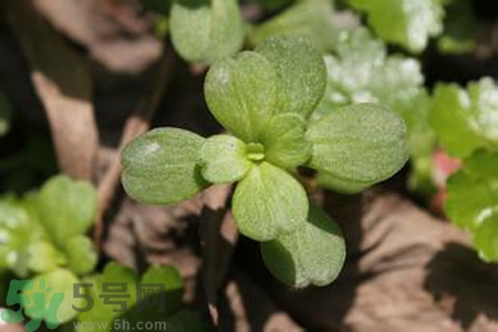 馬齒莧是不是發(fā)物？馬齒莧是發(fā)物嗎？