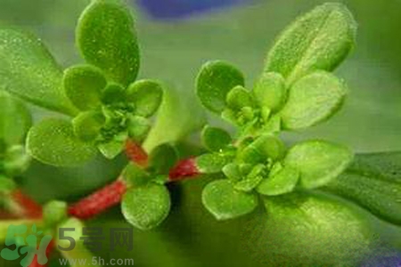 馬齒莧是不是發(fā)物？馬齒莧是發(fā)物嗎？