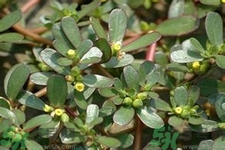 馬齒莧是酸性還是堿性？馬齒莧是堿性嗎？