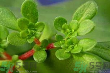 馬齒莧是酸性還是堿性？馬齒莧是堿性嗎？