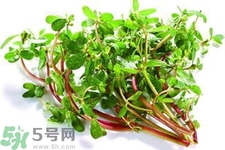 馬齒莧可以去痘痘嗎？馬齒莧敷臉去痘痘有什么副作用嗎？