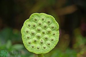 蓮蓬可以多吃嗎？蓮子吃多了會(huì)怎樣？