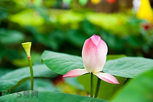 蓮蓬可以多吃嗎？蓮子吃多了會(huì)怎樣？