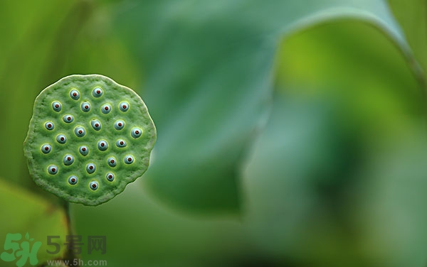 蓮子芯泡茶有什么功效？蓮子心的功效與作用