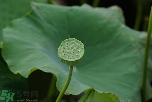 蓮子芯泡茶有什么功效？蓮子心的功效與作用