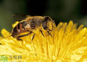 蜂蜜放久了有酒味是怎么回事？蜂蜜有酒味還能喝嗎？