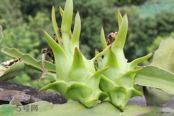 火龍果會(huì)發(fā)芽嗎?火龍果發(fā)芽了能吃嗎 火龍果會(huì)發(fā)芽嗎?火龍果發(fā)芽了能吃嗎