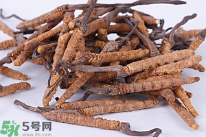 冬蟲夏草是怎么形成的？冬蟲夏草是蟲子嗎？