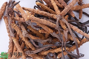 冬蟲夏草是怎么形成的？冬蟲夏草是蟲子嗎？