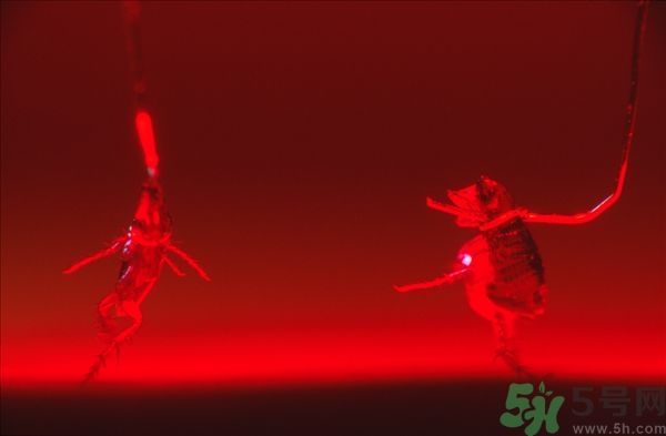家里有跳蚤怎么快速去除？屋里有跳蚤怎么消滅掉？
