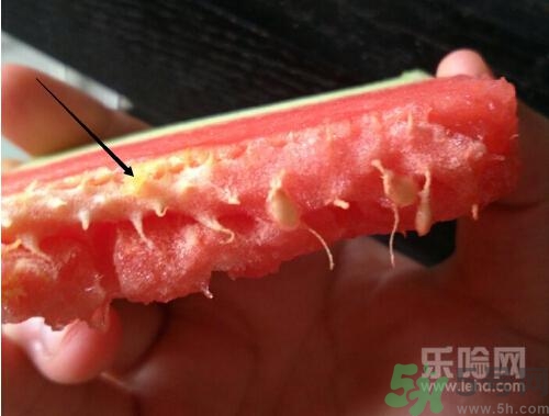 如何辨別催熟的西瓜？催熟的西瓜是什么樣的？