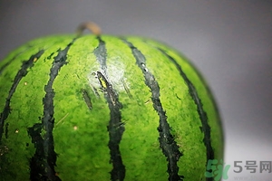 如何辨別催熟的西瓜？催熟的西瓜是什么樣的？