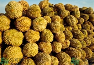 榴蓮能放冰箱嗎？榴蓮放在冰箱能保存幾天？