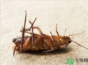 家里有蟑螂怎么辦能除根嗎？家里有蟑螂怎樣能徹底消滅？