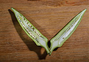 秋葵是轉(zhuǎn)基因食品嗎？秋葵是壯陽的嗎?