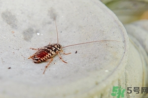 家里有蟑螂怎么辦能除根嗎？家里有蟑螂怎樣能徹底消滅？