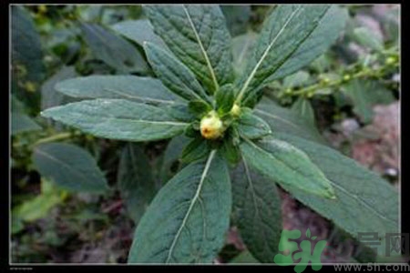 鹿活草多少錢？鹿活草有什么用？