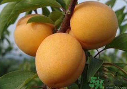 杏子上有黑點是怎么回事？杏子上有斑點可以吃嗎？