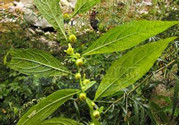 鹿活草哪里有賣(mài)?鹿活草貴么