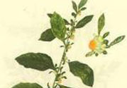 鹿活草多少錢(qián)？鹿活草有什么用？