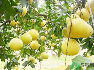 柚子的瓤是紅色正常嗎？柚子里面是紅色的能吃嗎？